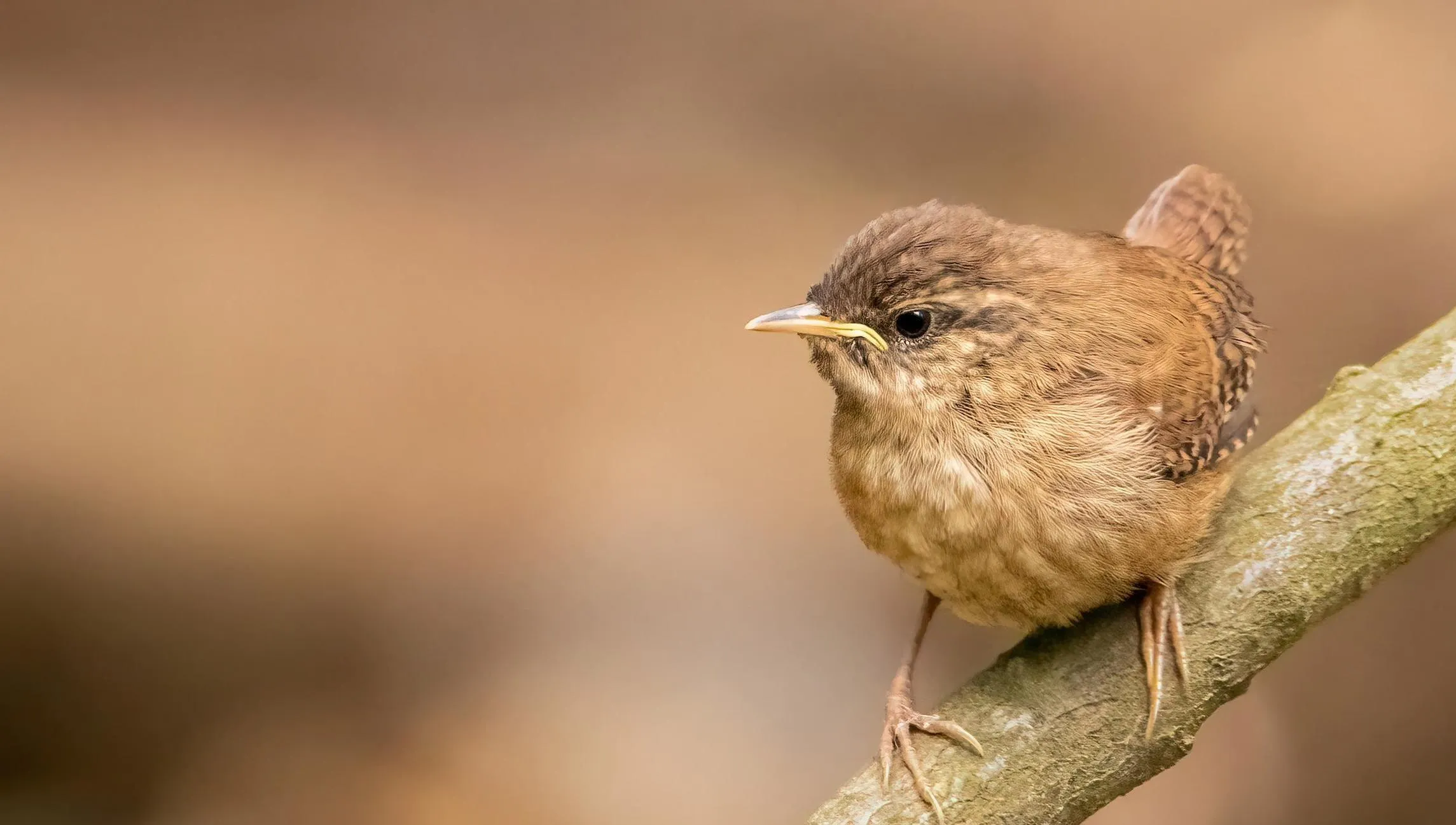 A lone Juvenile Wren perched on a branch.